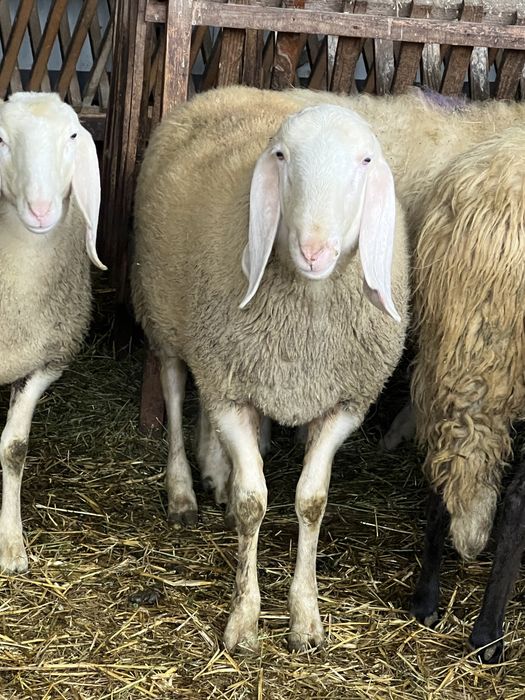 Vand berbeci bergamasca