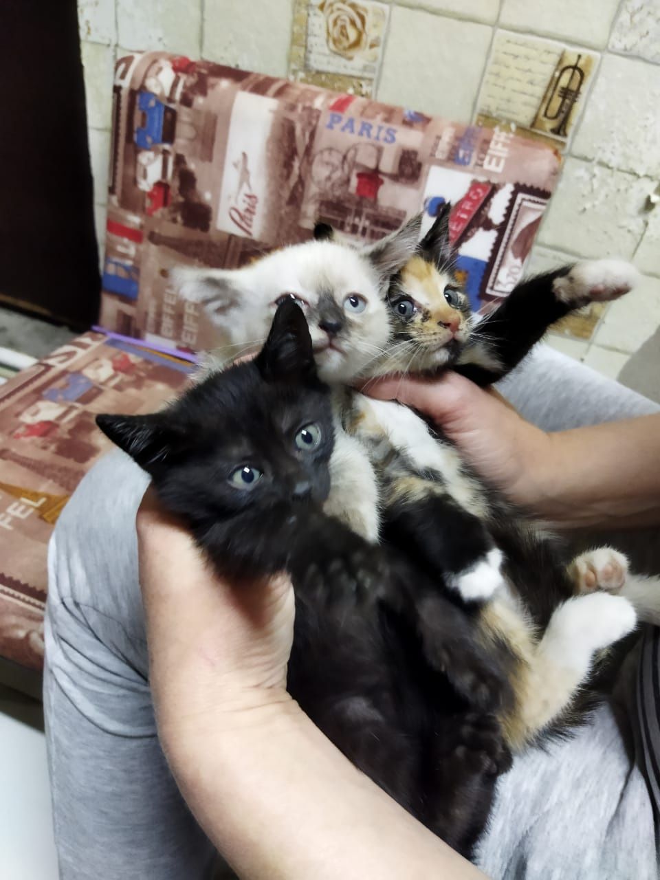 Продам домашних котиков сиамских