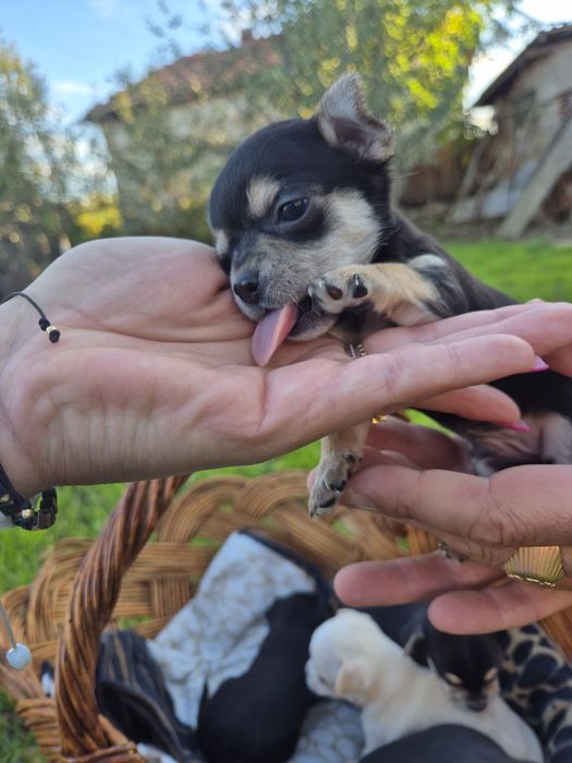 Мини чихуахуа пет момченца