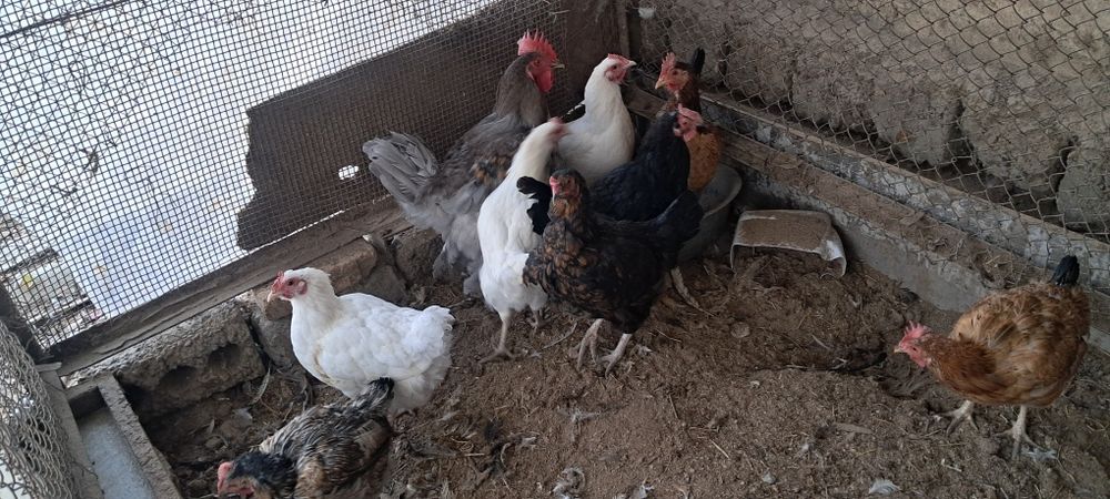 Курица петух  дом