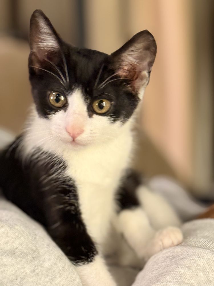Adopta un pisicut dragut