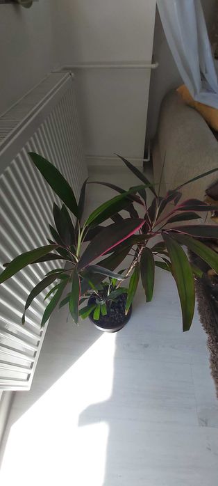 Planta de apartament