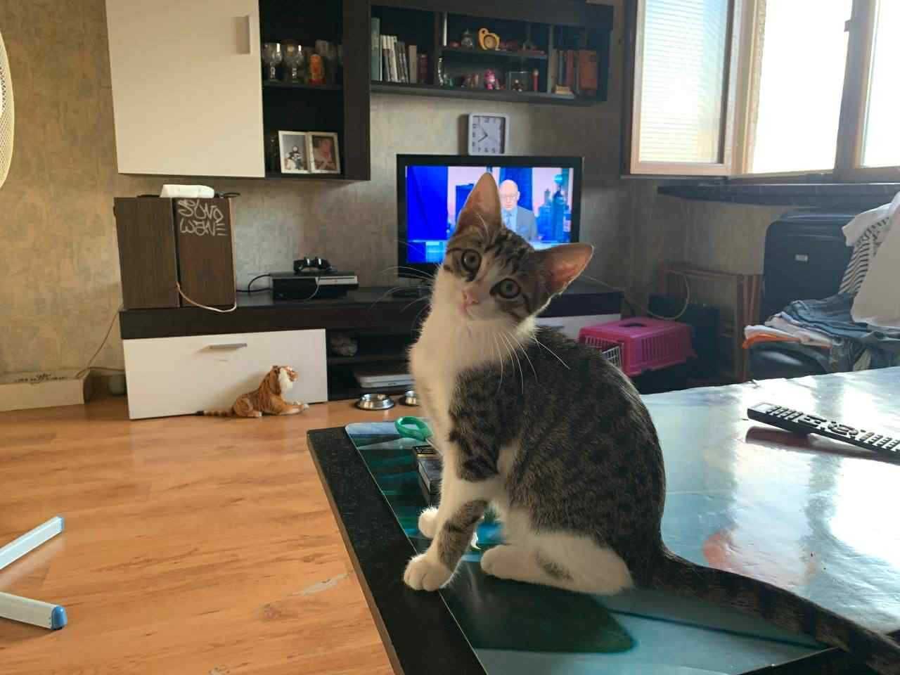 Малко Бебе - Коте