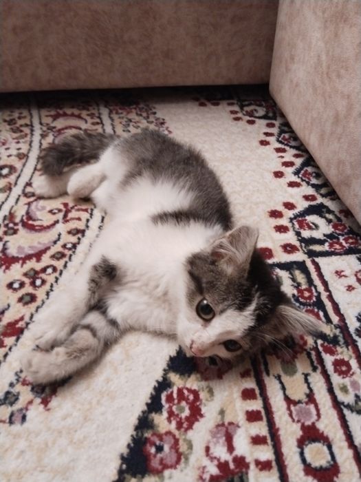Отдам котенка в добрые руки.