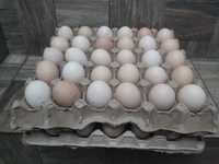 куриные инкубационные яйца