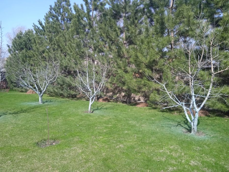 Обрезка деревьев опрыскивание