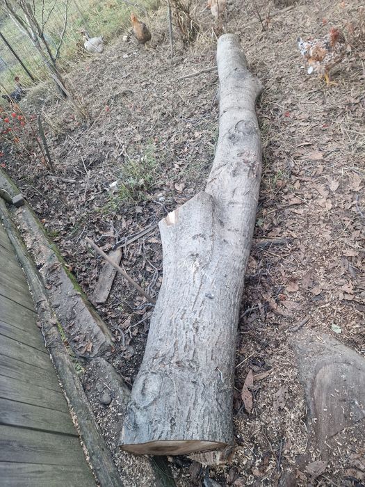 Lemn nuc mai multe bucăti