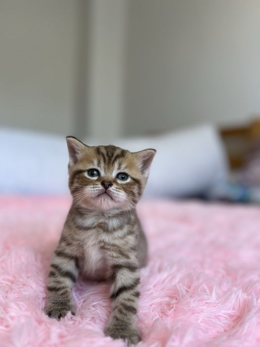 Pisici – 4 săptămâni – doar de rezervat.