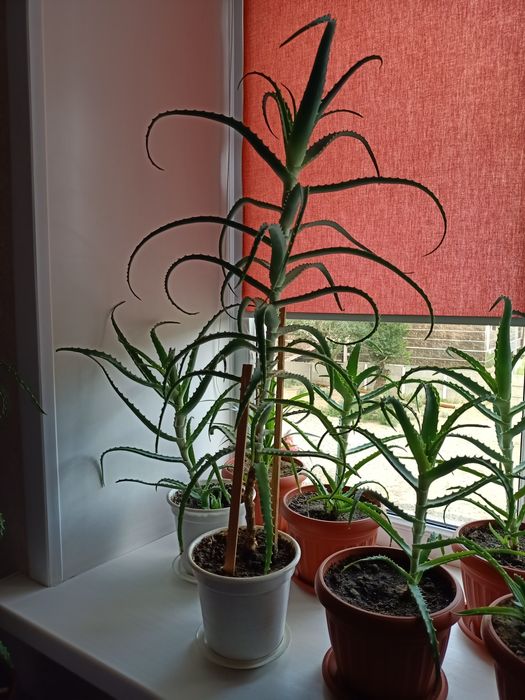 Алоэ лечебный продам