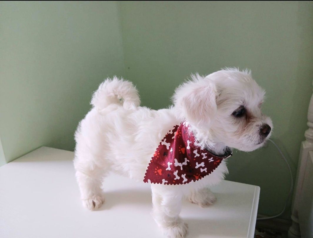 Bichon maltez talie  mica