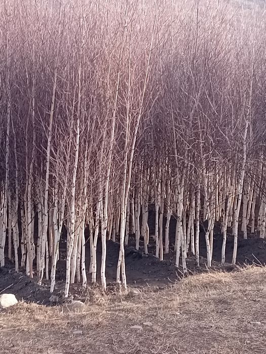 Vând mesteacăn alb ornamental diferite dimensiuni