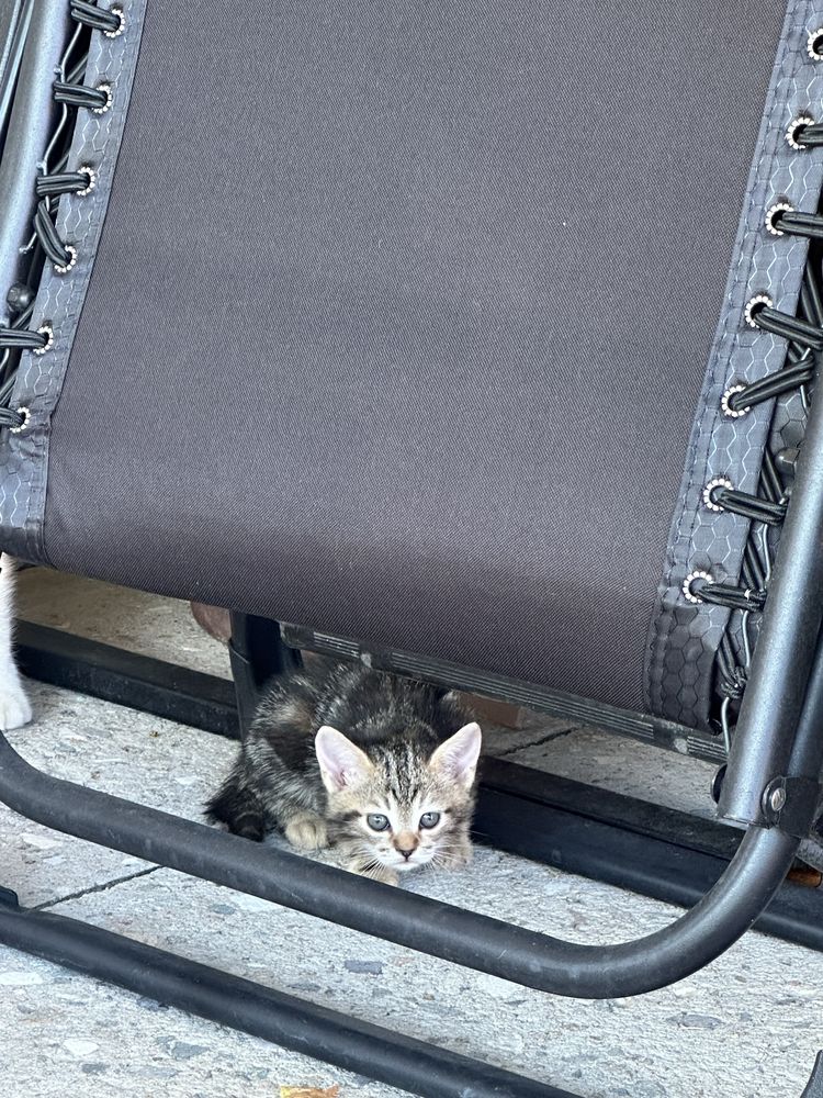 Котята бесплатно в добрые руки