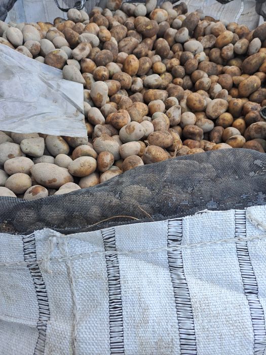 Cartofi ptr animale amidon