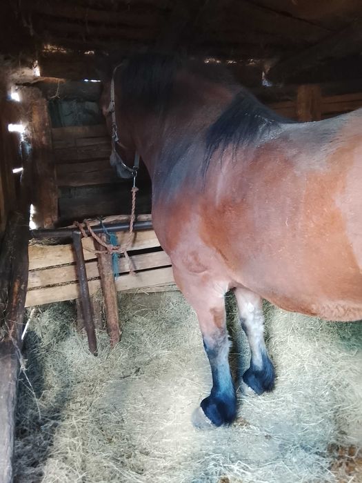 Vând mânză și mânz