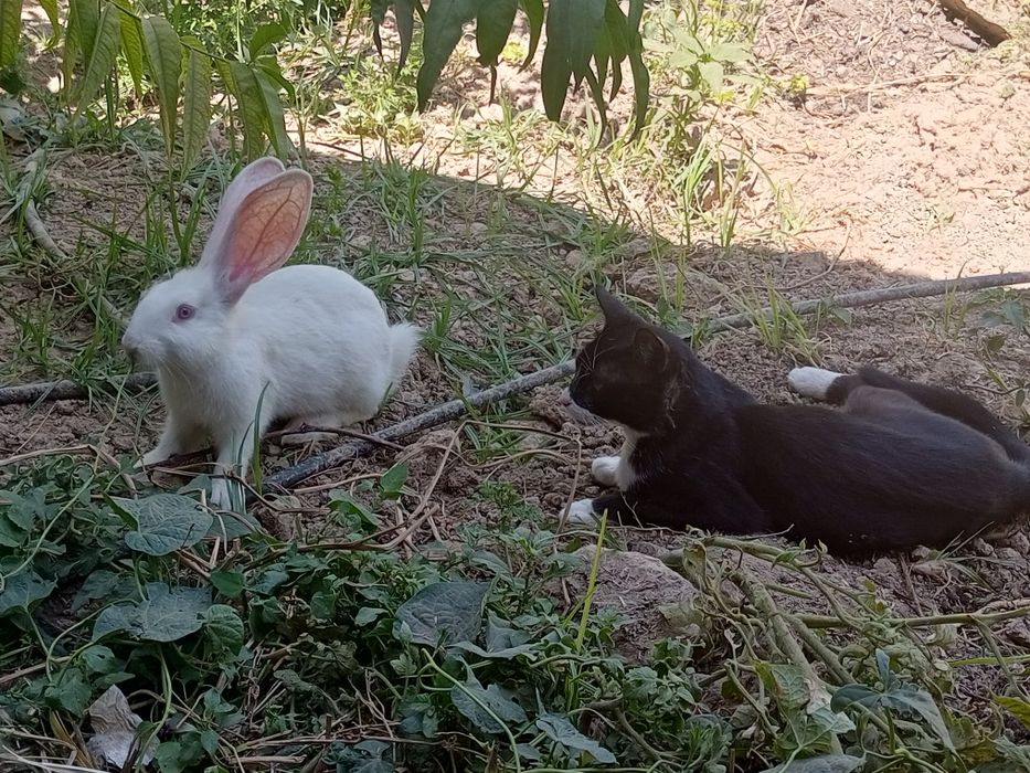 Великан куен боласи