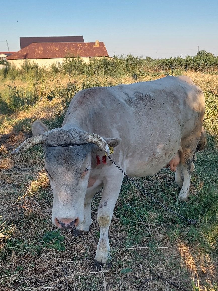 Vaca gestanta,i se împlinește luna aceasta pe 27