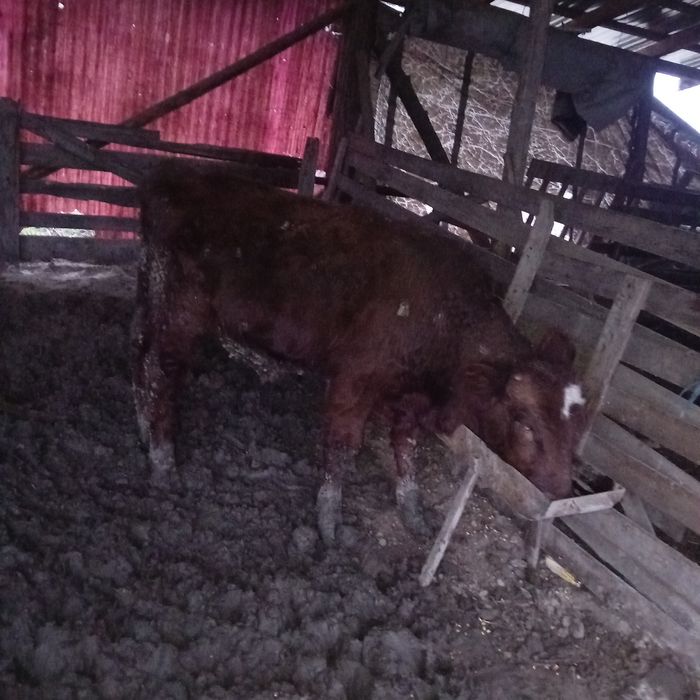 ‼️Vând vitel limuzine ‼️