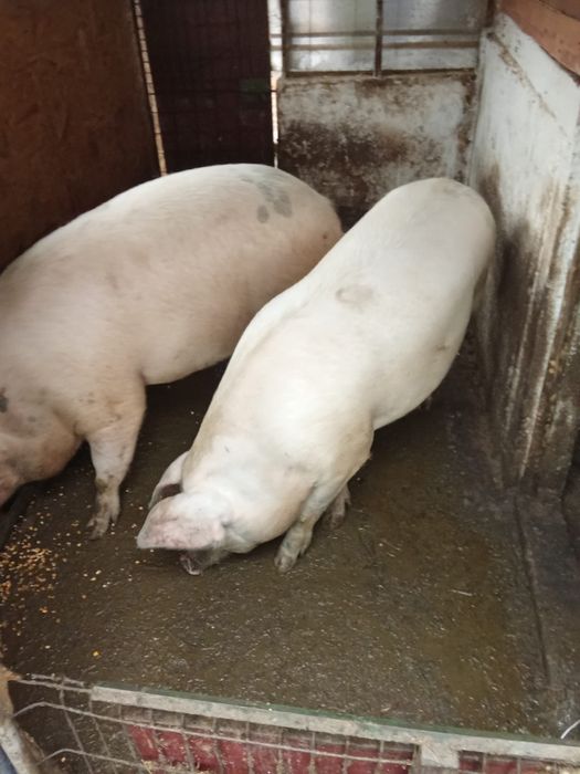 Porc de Crăciun la alegere