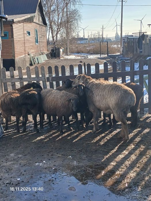 Кошкар гисарски 1,5год