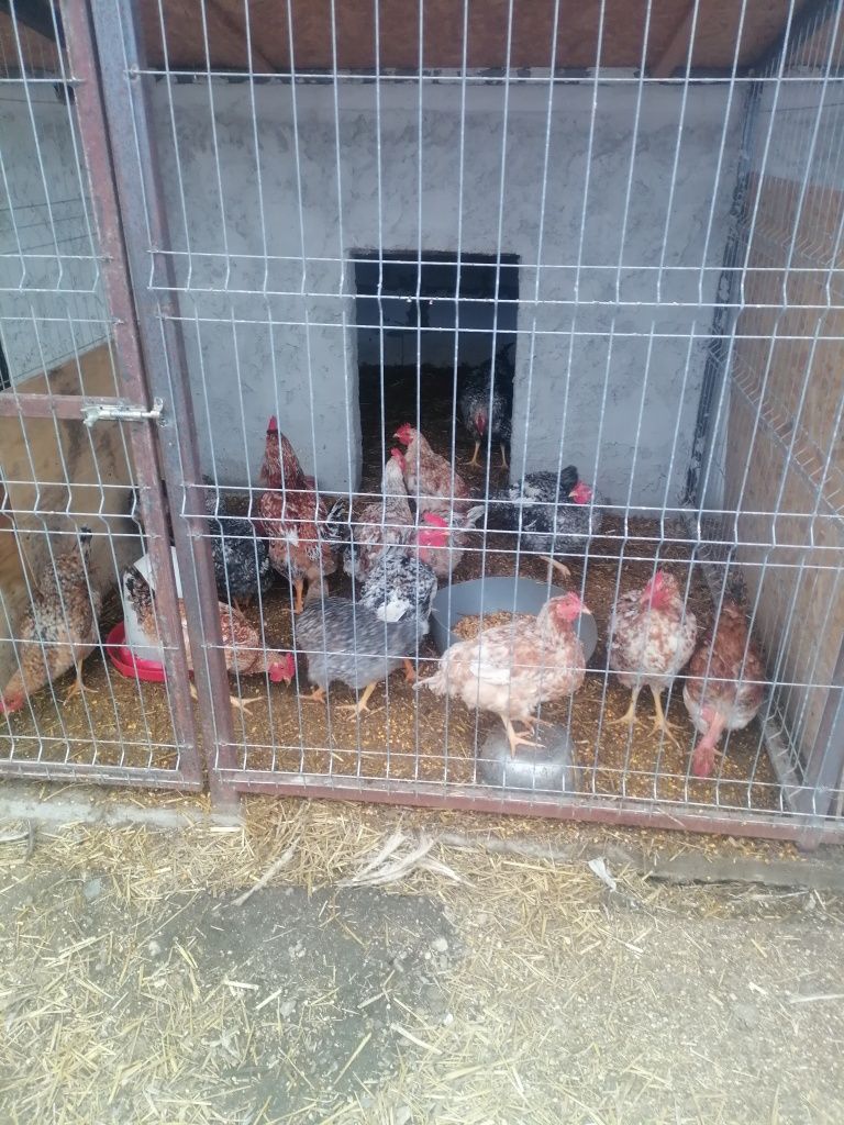 Vând găini crescute în curte