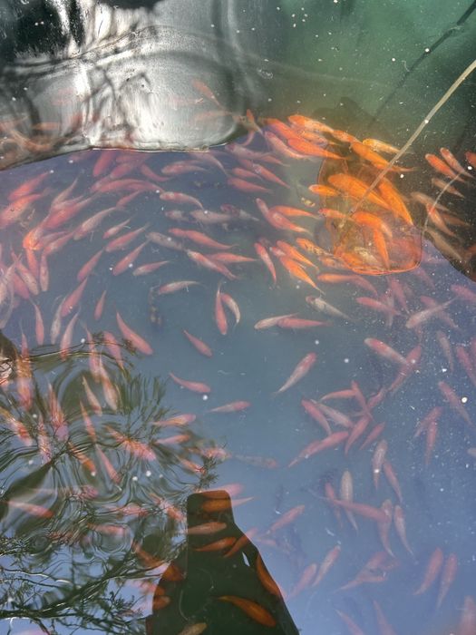 koi puiet 6-10 cm