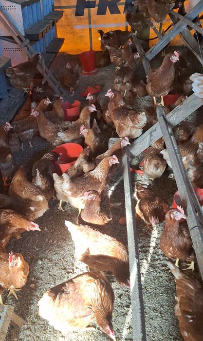 Свободни кокошки носачки за яйца