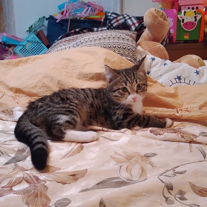 Котика отдам в хорошие руки