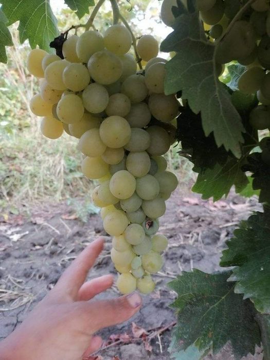 Butași de vita de vie de anul 3