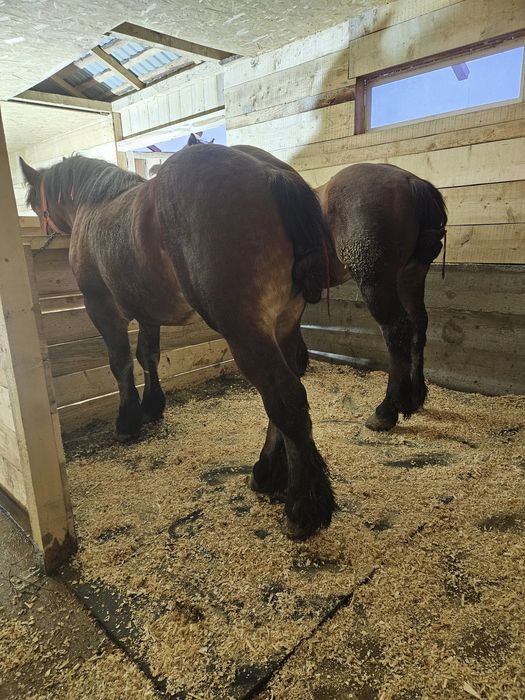 Armăsari de vânzare.