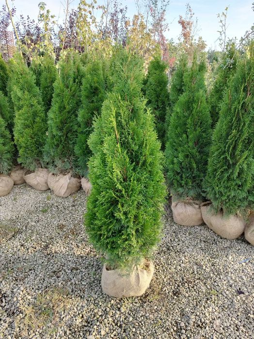 Tuia smaragd direct dela producător