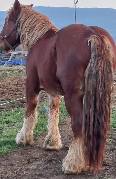 Mânză 3 ani de vânzare