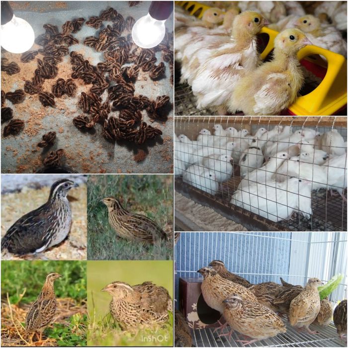 Bedana jo‘jalariga zakaz olamiz