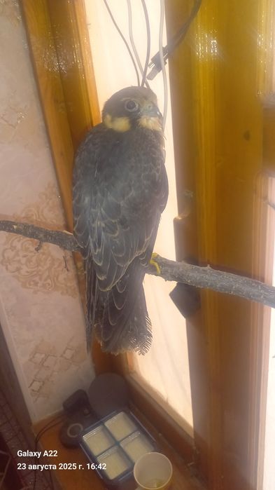 Кирги  Копчик сотлади кулга ургатилган шароит йулиги учун сотяпман