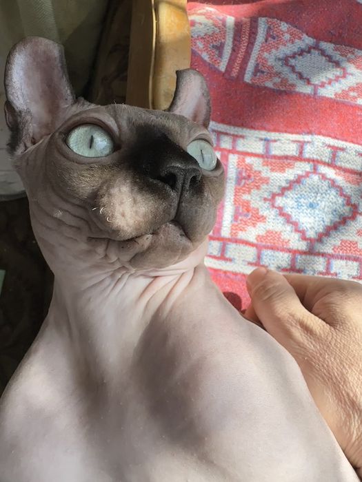 Вязка сфинкс эльф