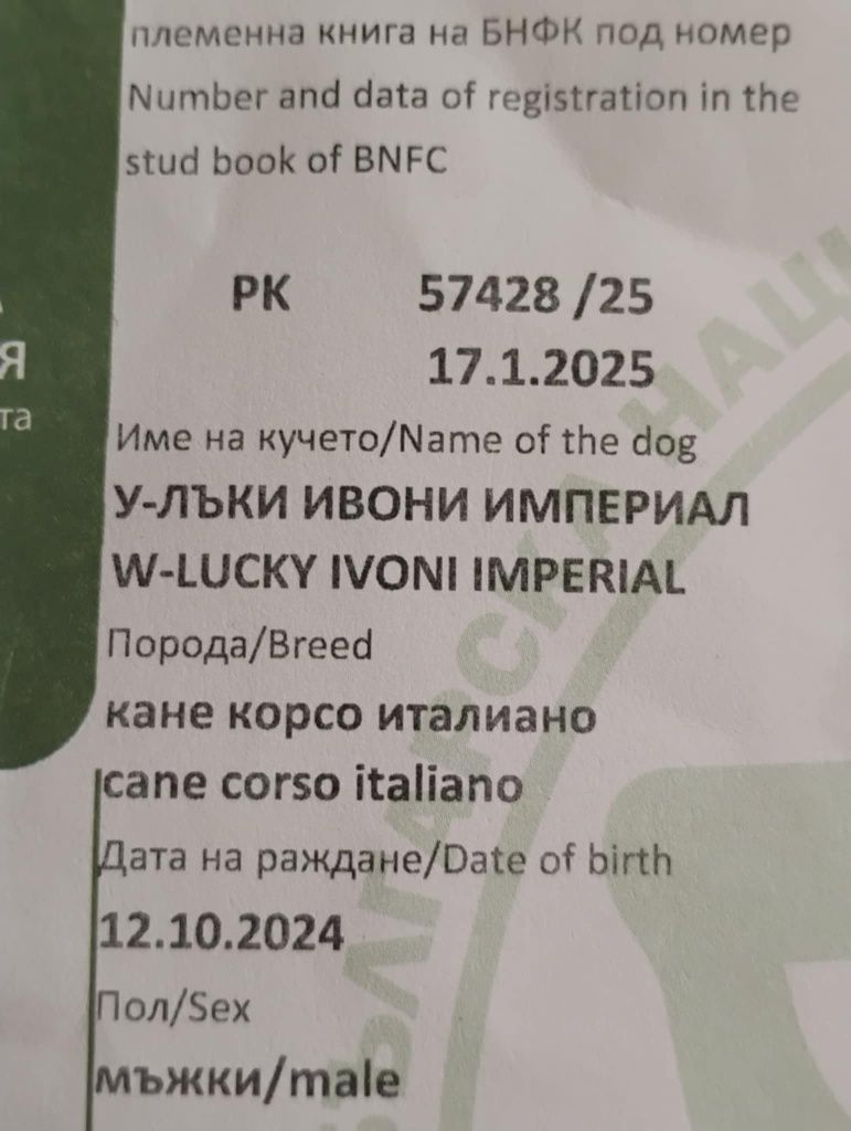 Кане Корсо с родословие
