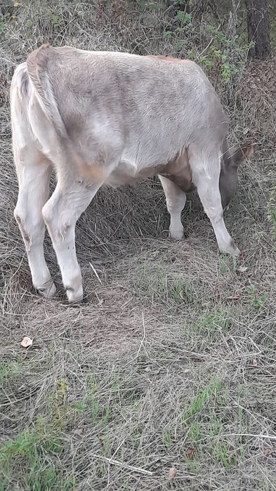 Angust de vânzare vârstă 4 luni