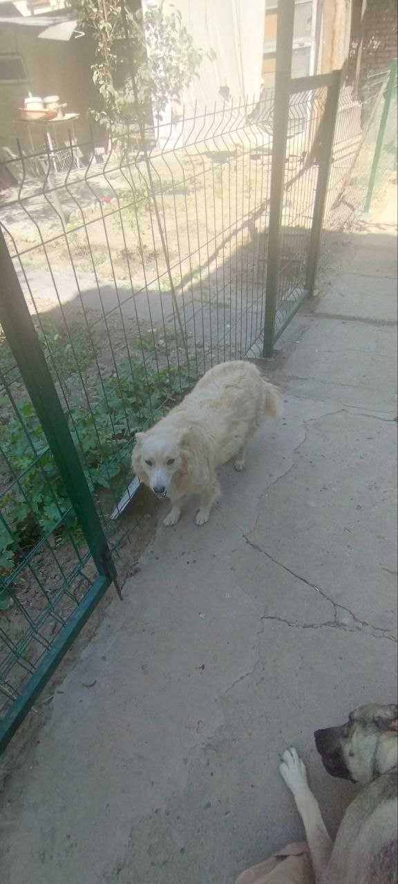Отдам в хорошие руки