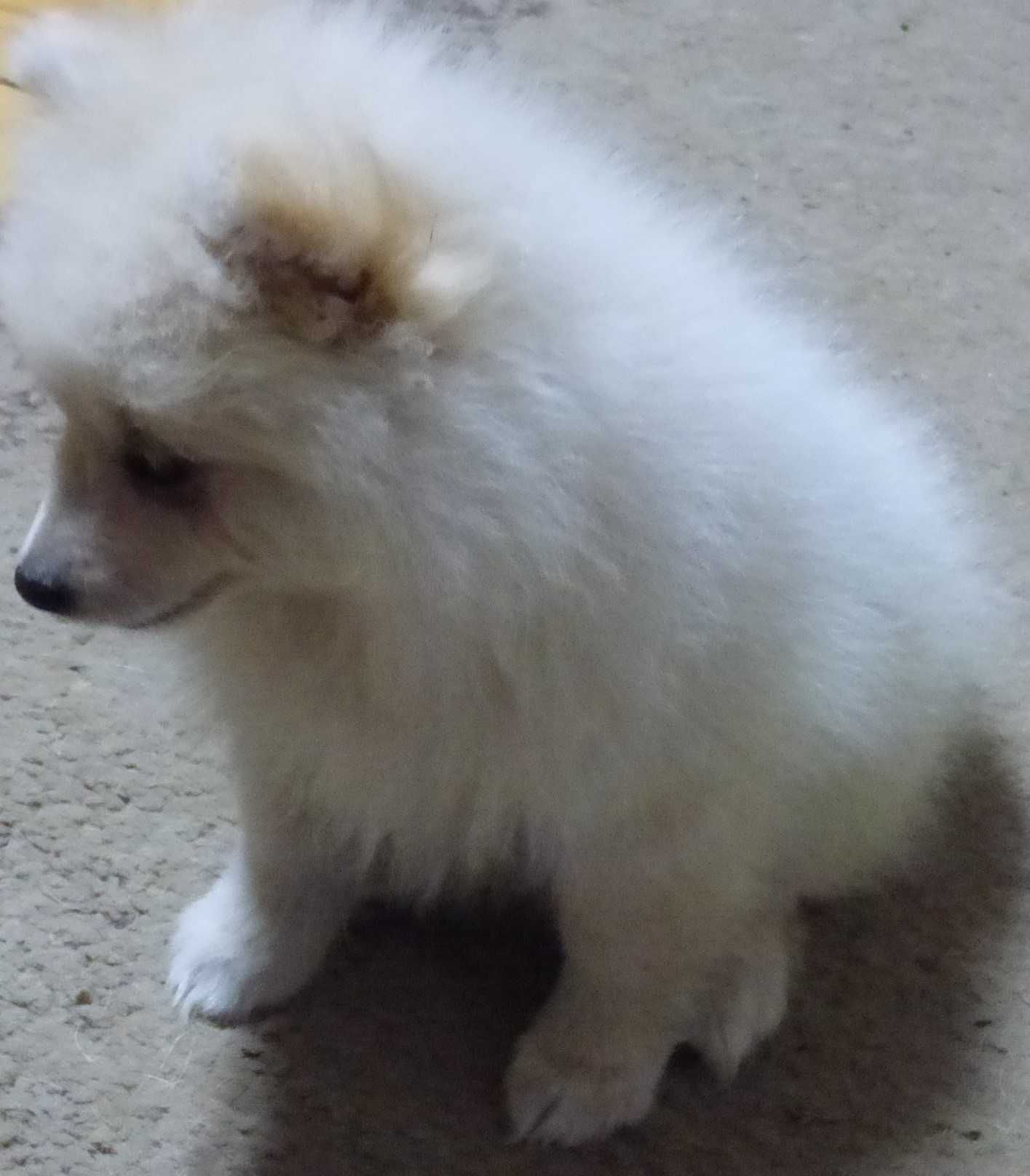 Pomeranian femela