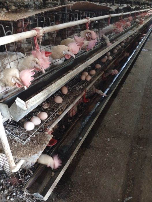 8-9 ойлик ваксиналари килинган товуклар сотилади