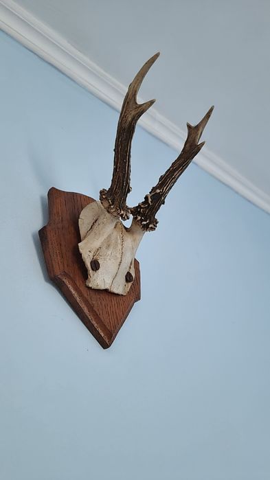 Vând trofeu/panoplie caprior/cerb