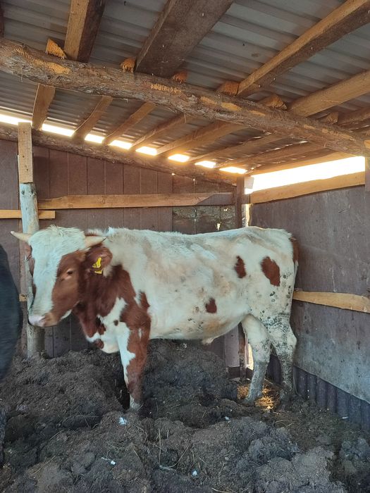 Продам бычка !!!