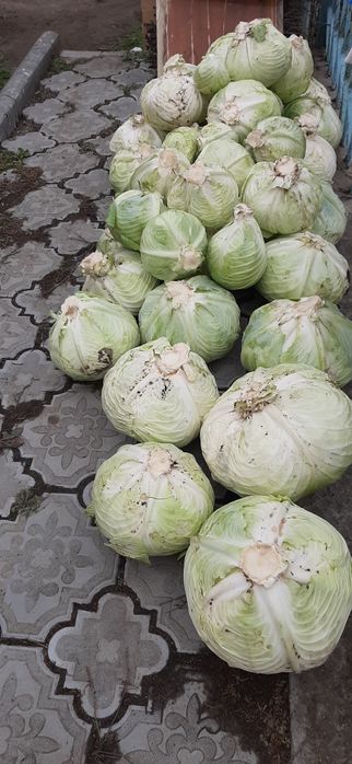 Продам капусту, свеклу.