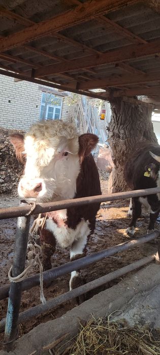 Boqma mollar. 65000 soʻm