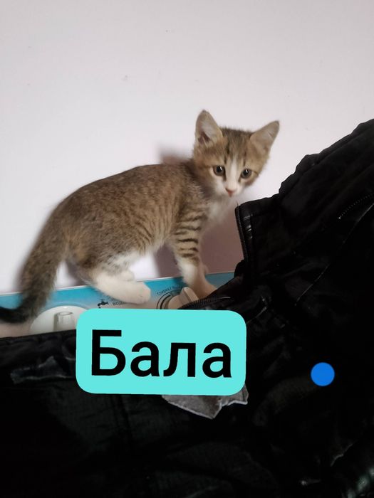 Отдам даром котят