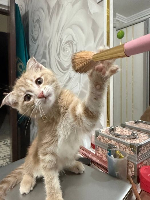 Продаётся миленький котенок