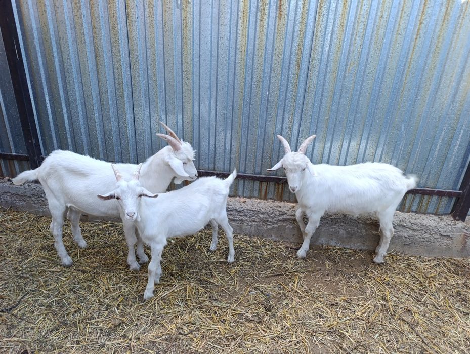 Продам трёх козлят можно оптом или по одномузооненской породыы