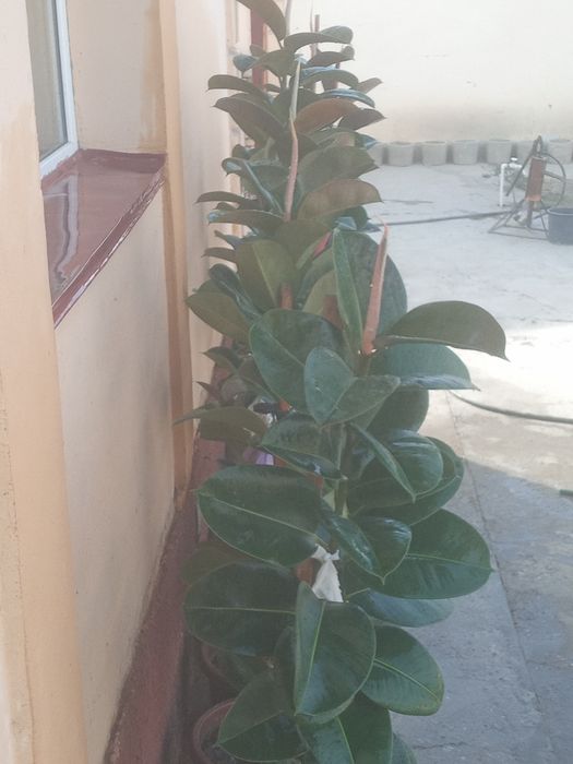 Фикус (кора шахзода) гуллари 4 йиллик узунлиги 2 метр атрофида