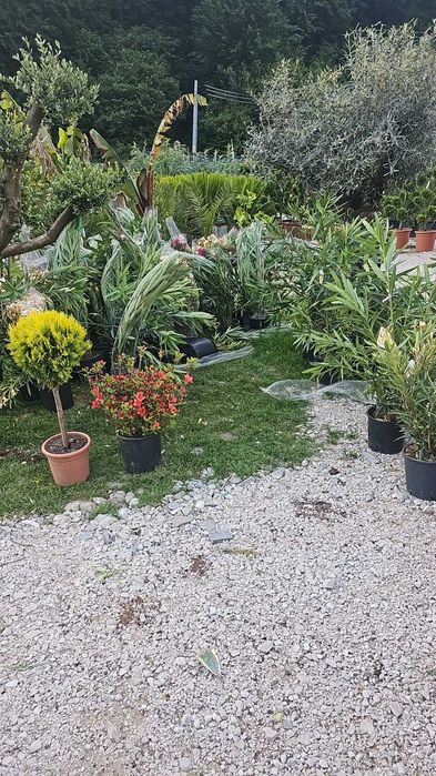 Arțar roșu japonez și alți copaci – livrare și montaj garantat