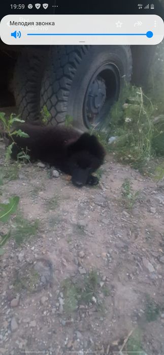 Продам овчарку в хорошие руки