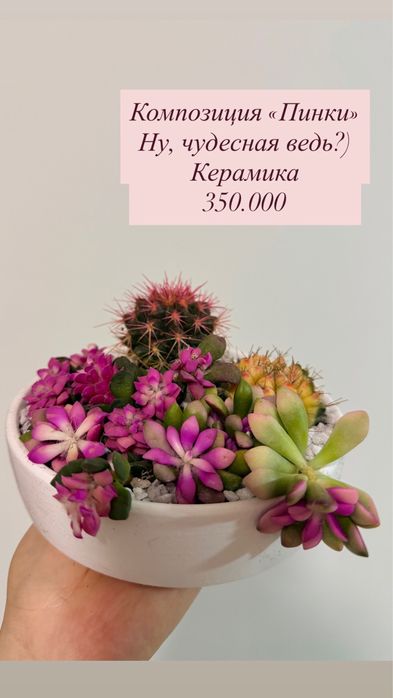 Нежная композиция из суккулентов себе или в подарок